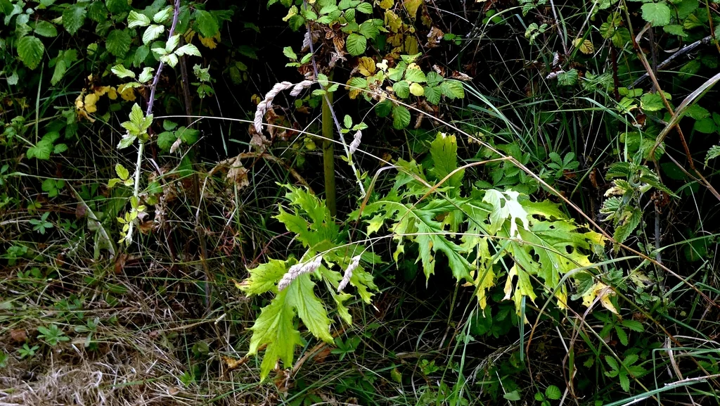 Acanthus Mollis