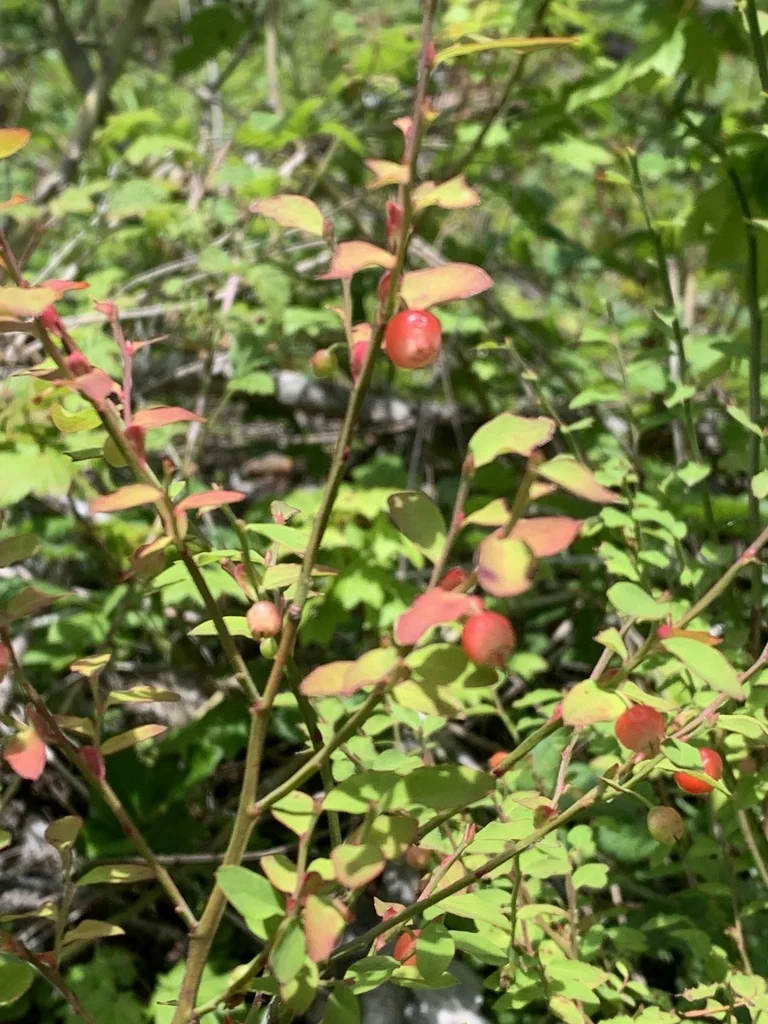 Vaccinium Parvifolium