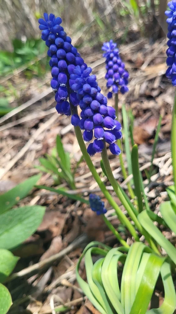 Muscari Armeniacum