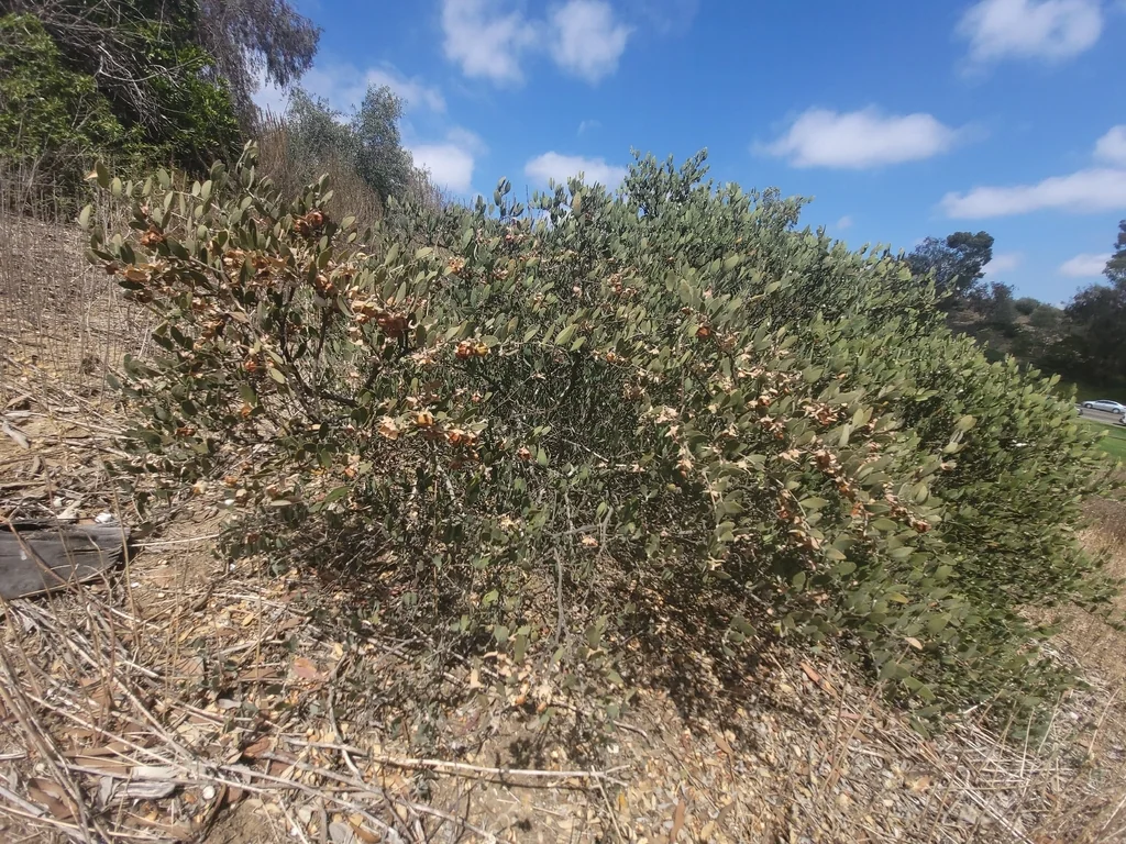 Simmondsia Chinensis
