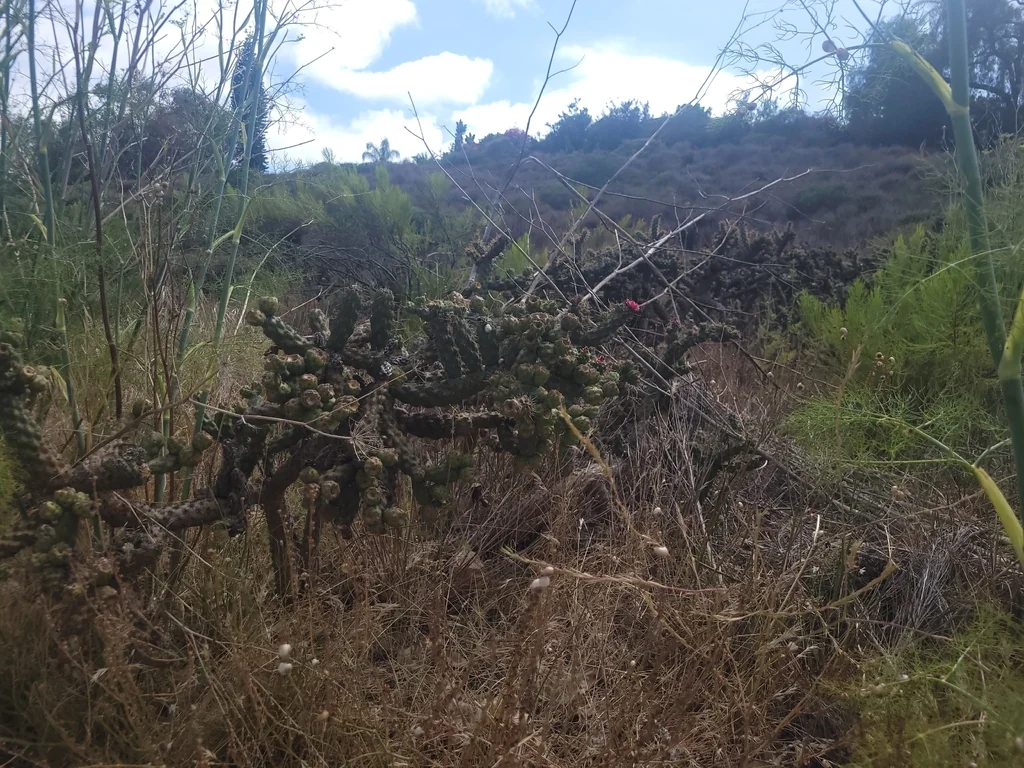 Cylindropuntia prolifera