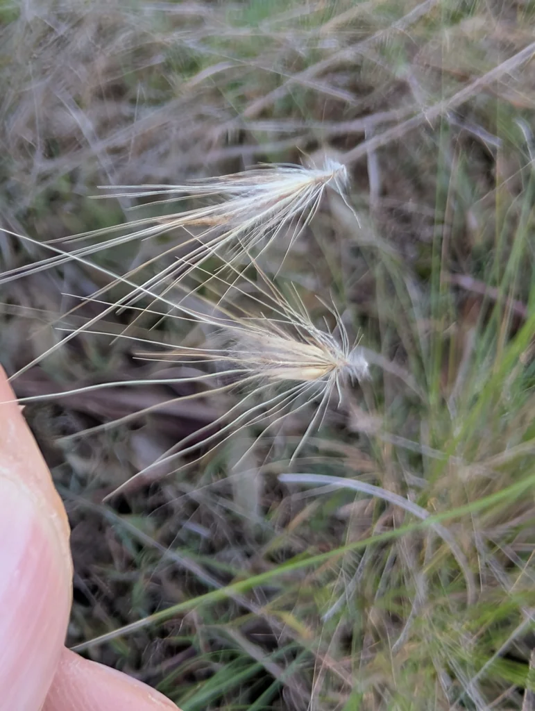 Pennisetum Setaceum