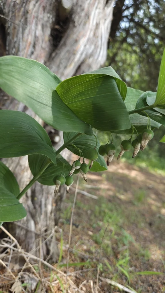 Polygonatum Biflorum