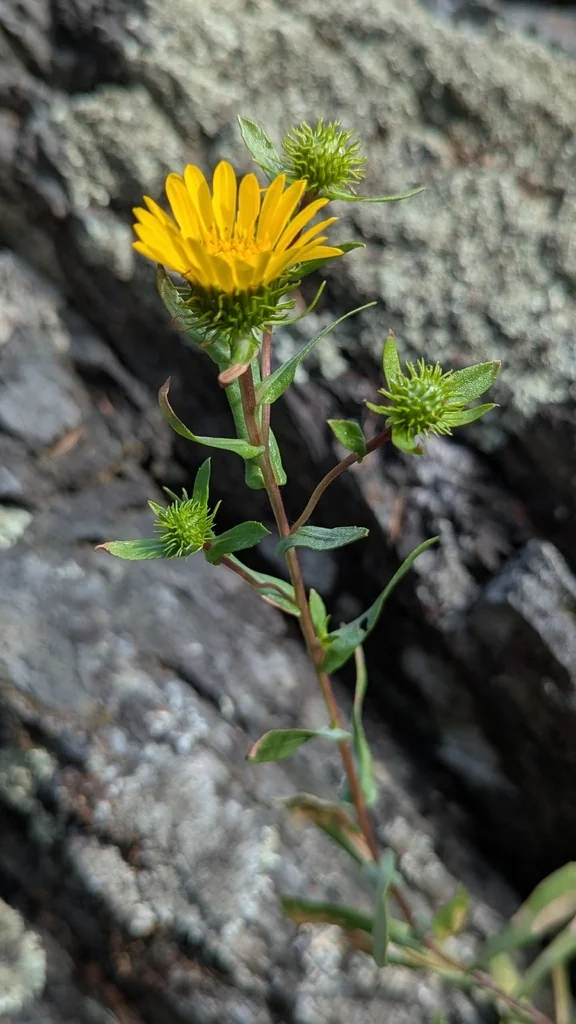 Grindelia Integrifolia