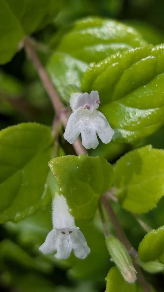 Satureja Douglasii