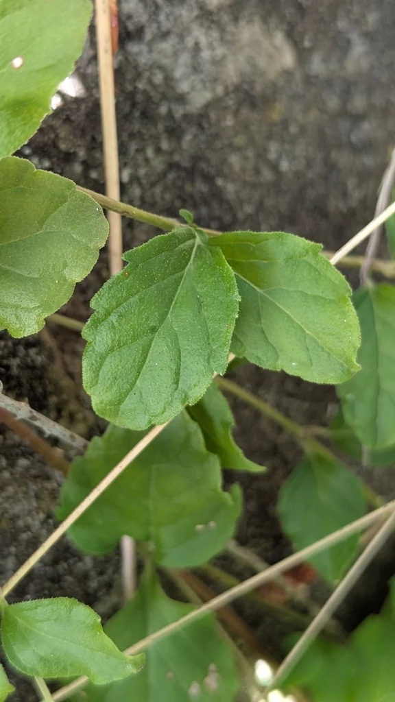 Satureja Douglasii
