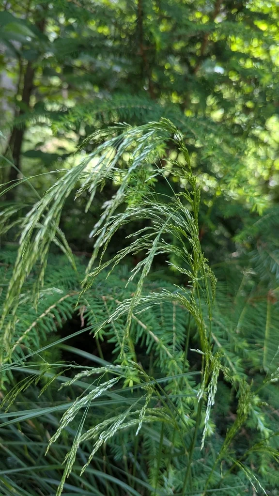 Deschampsia Cespitosa