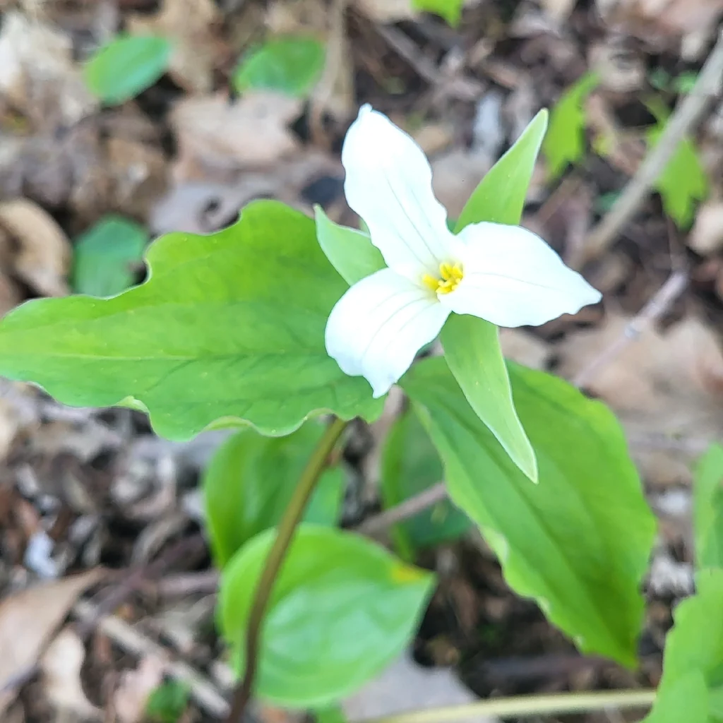 Trillium Grandiflorum