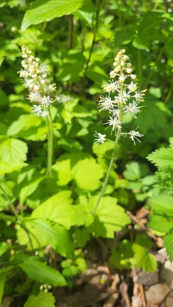 Tiarella Cordifolia