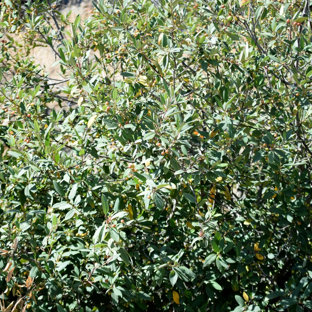 Frangula Californica
