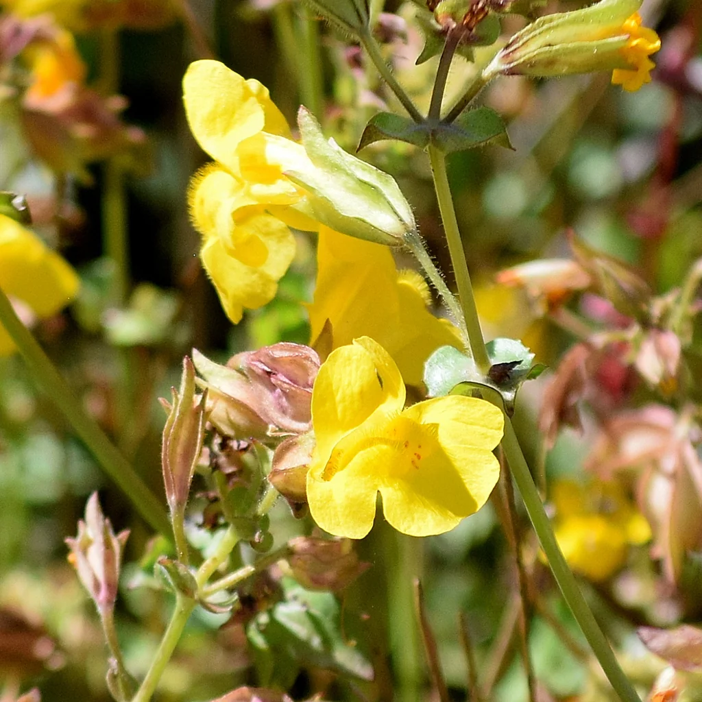 Mimulus Guttatus