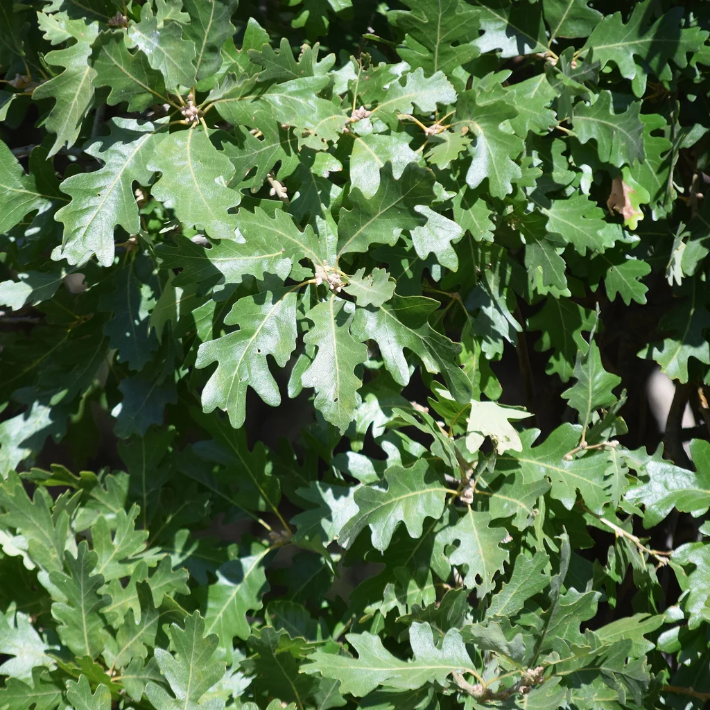 Quercus Lobata
