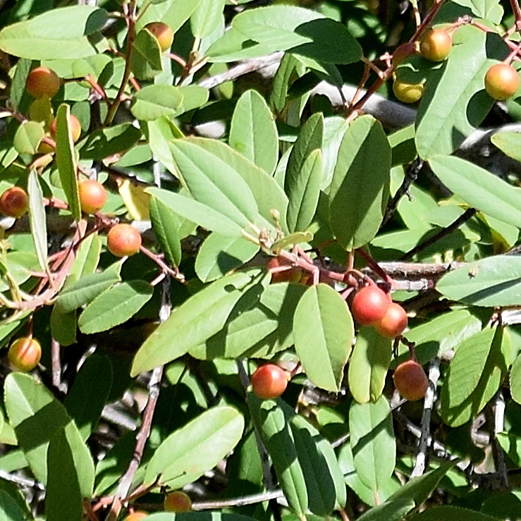 Frangula Californica