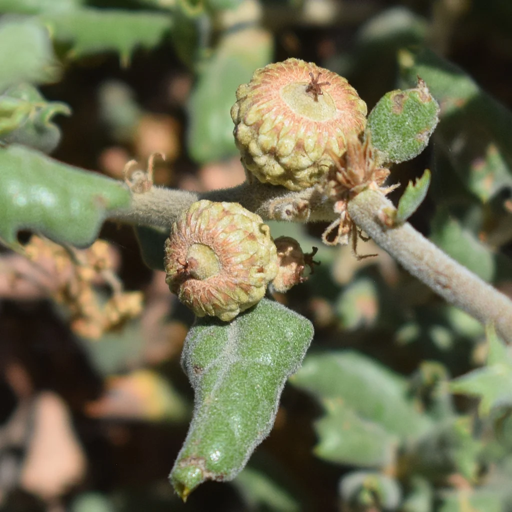 Quercus berberidifolia