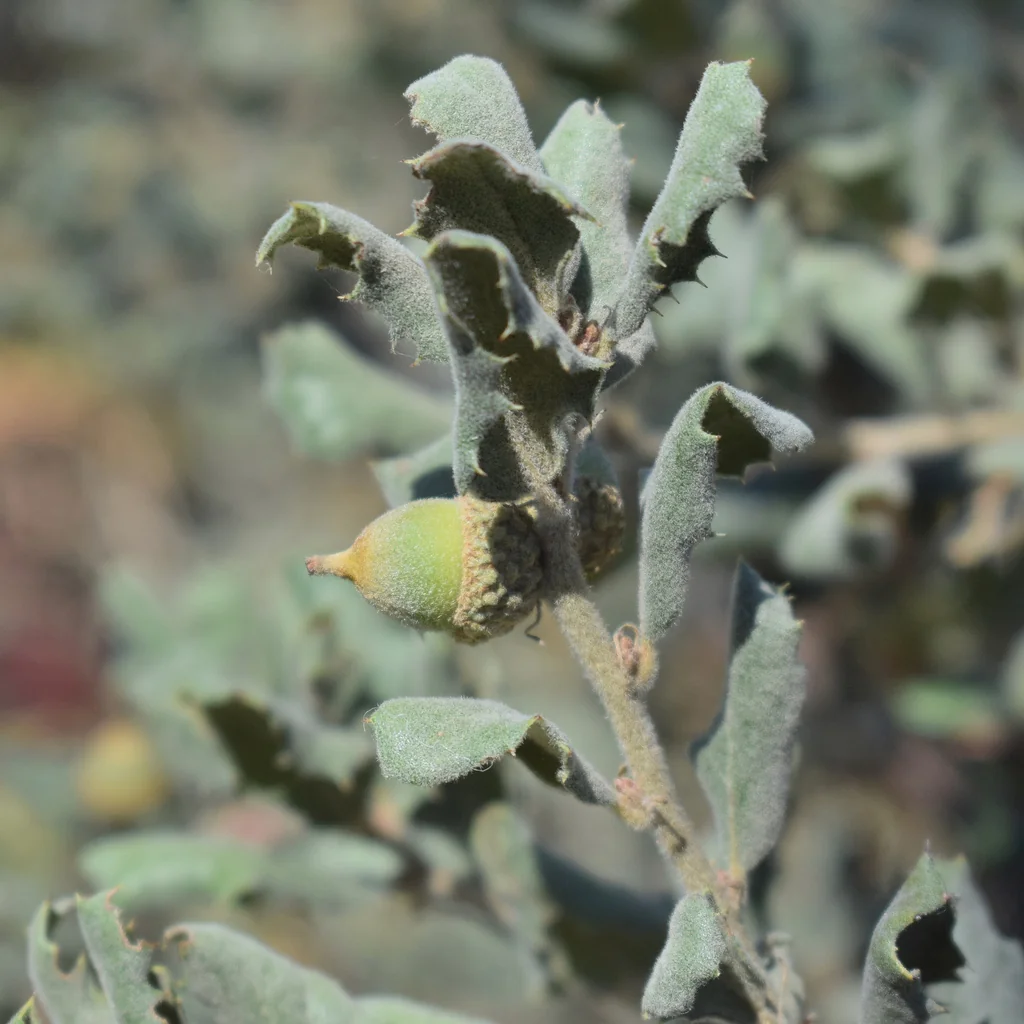 Quercus berberidifolia