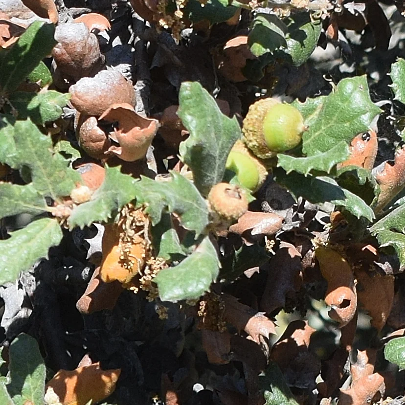Quercus berberidifolia