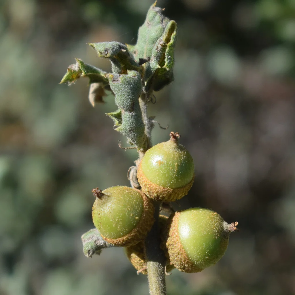 Quercus berberidifolia