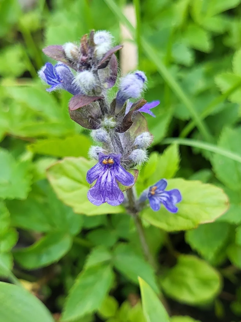 Ajuga Reptans