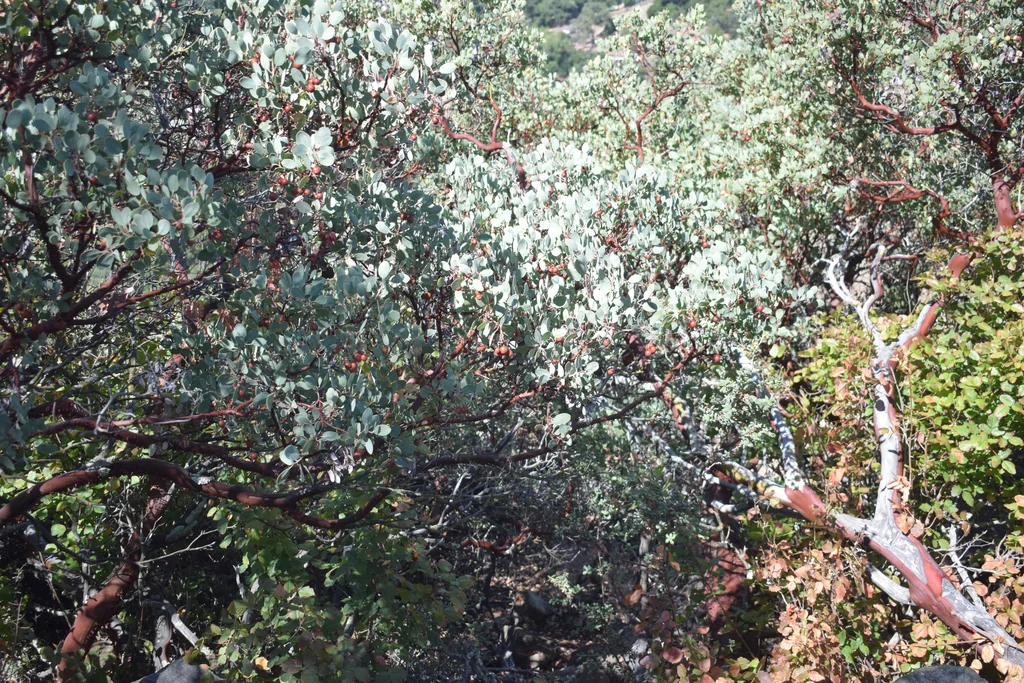 Arctostaphylos Glauca