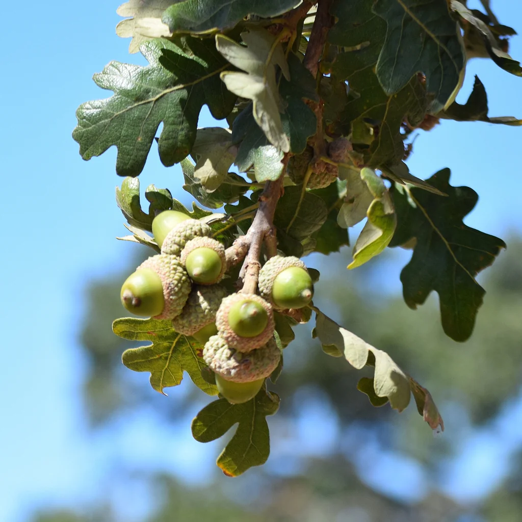 Quercus Lobata