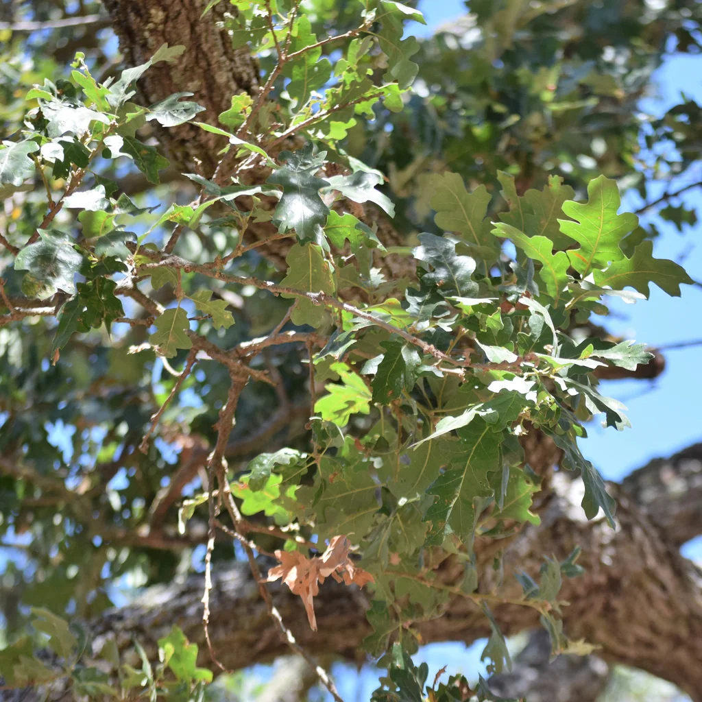 Quercus Lobata