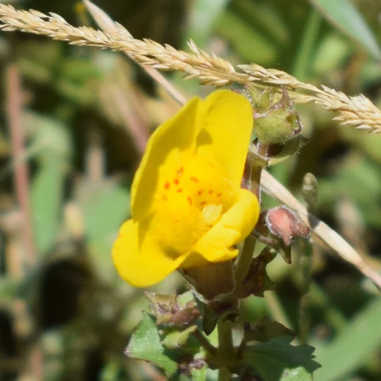 Mimulus Guttatus