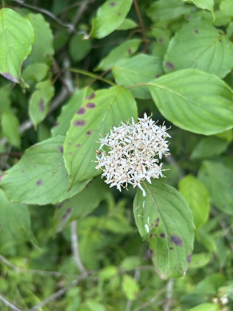 Cornus Amomum