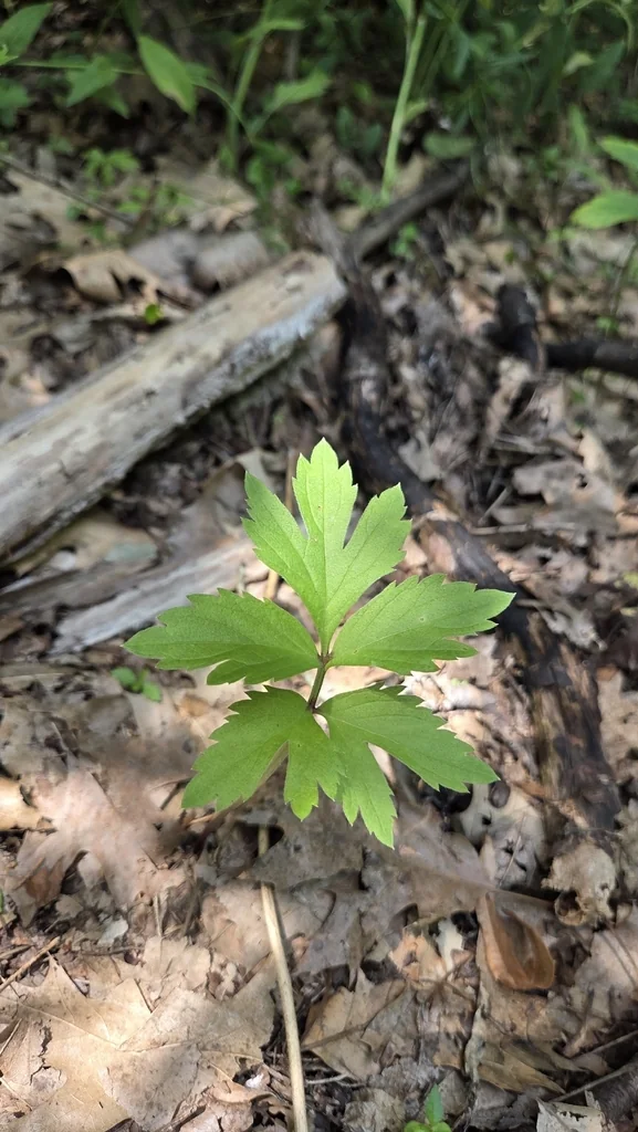 Hydrophyllum Virginianum