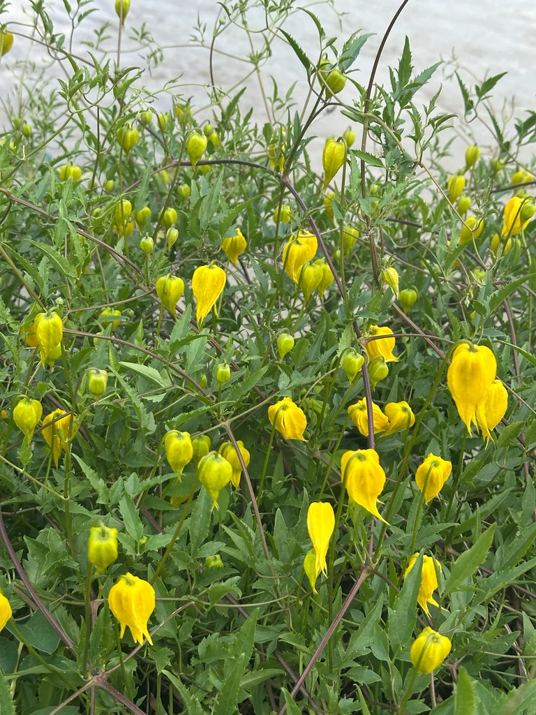 Clematis Tangutica