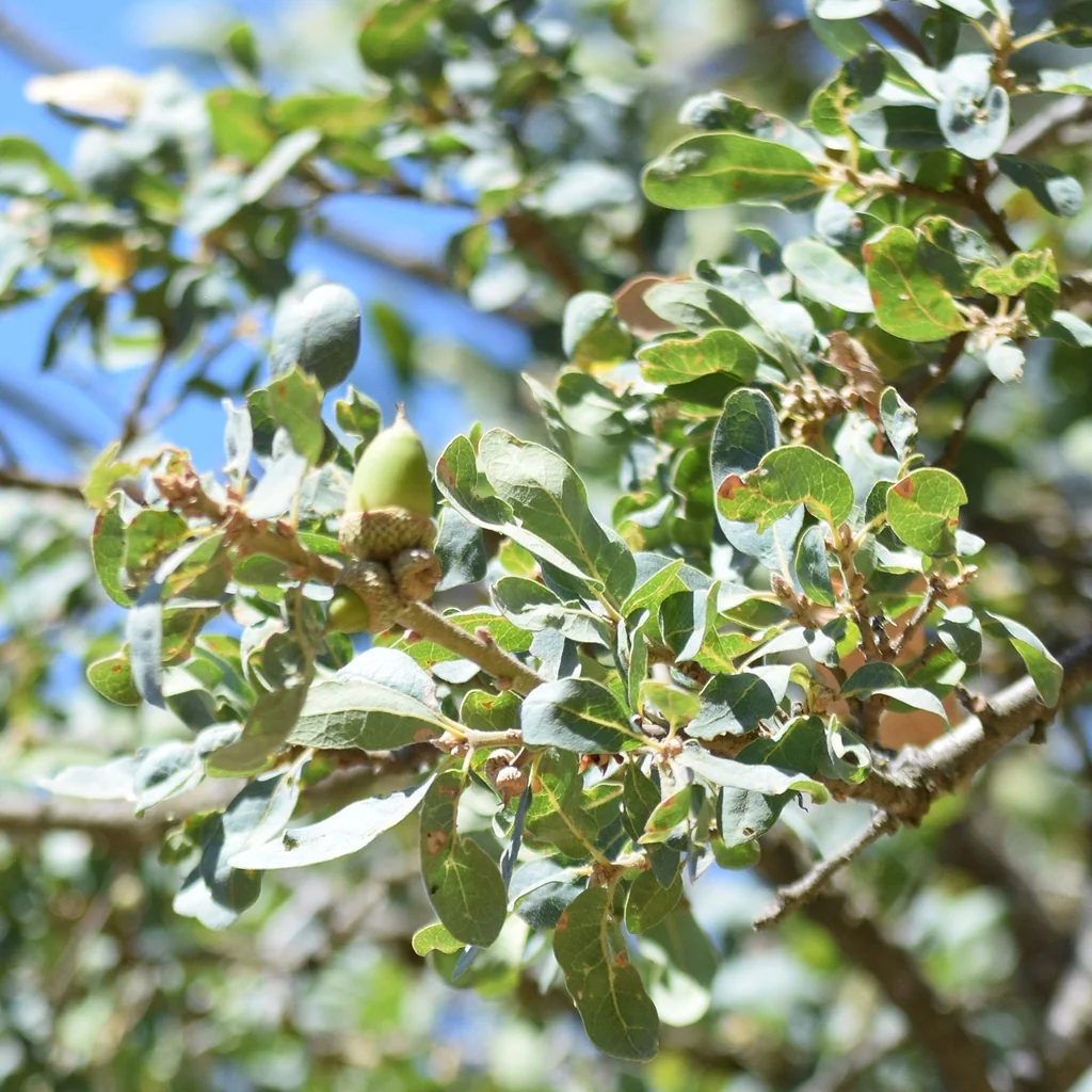 Quercus dumosa