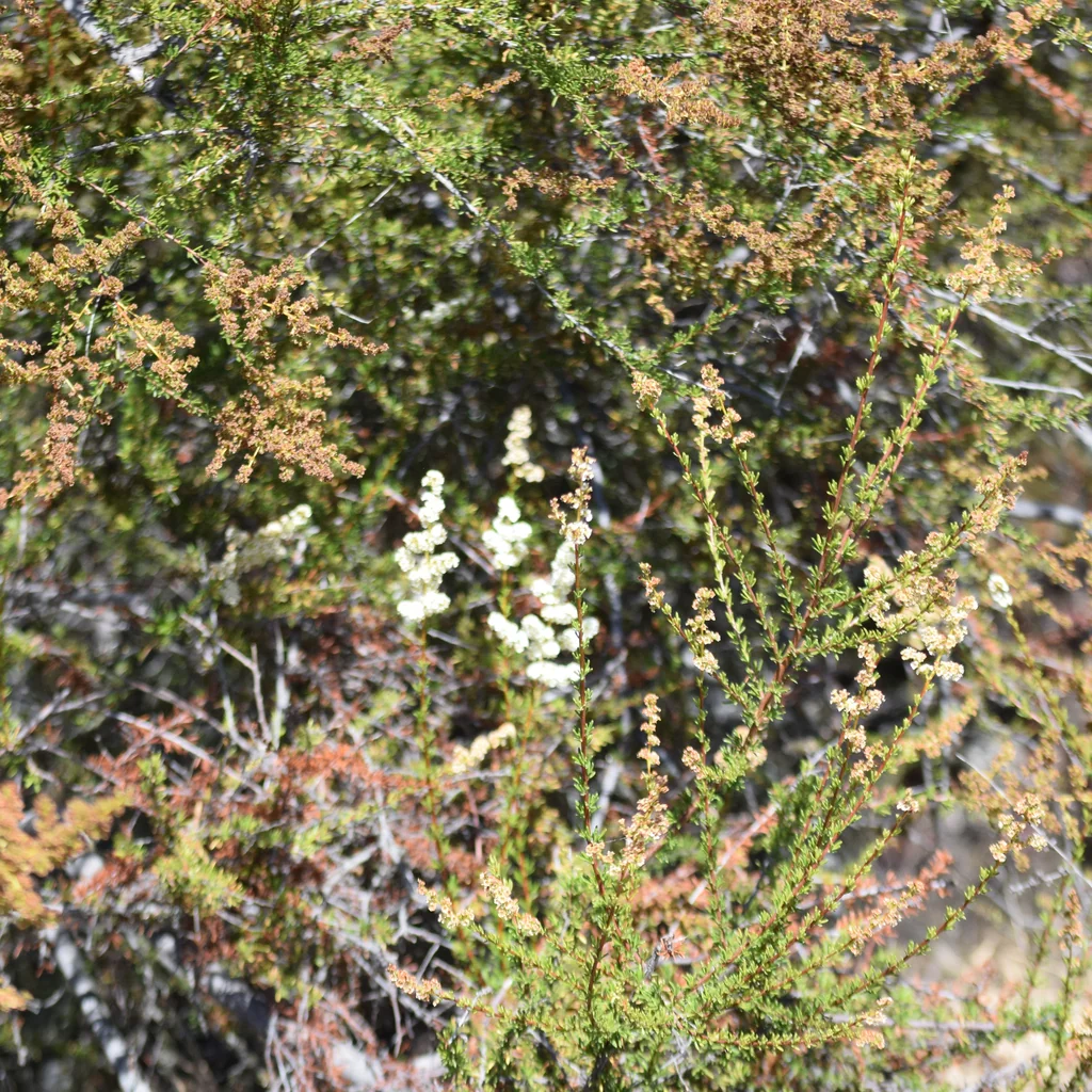 Adenostoma Fasciculatum