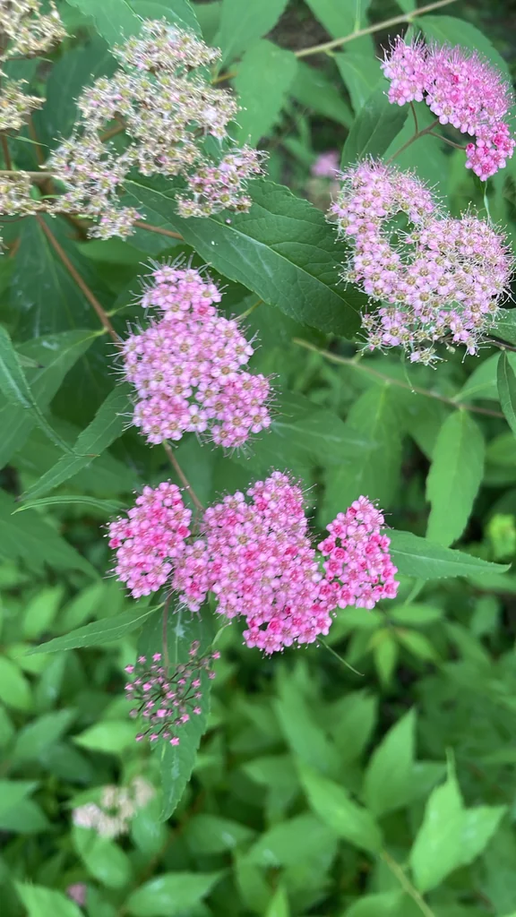 Spiraea japonica