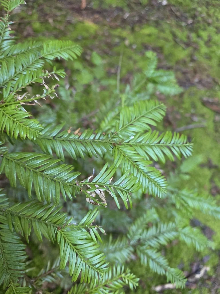 Sequoia sempervirens