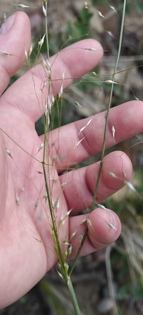 Achnatherum hymenoides