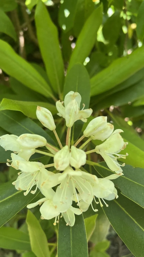 Rhododendron Maximum