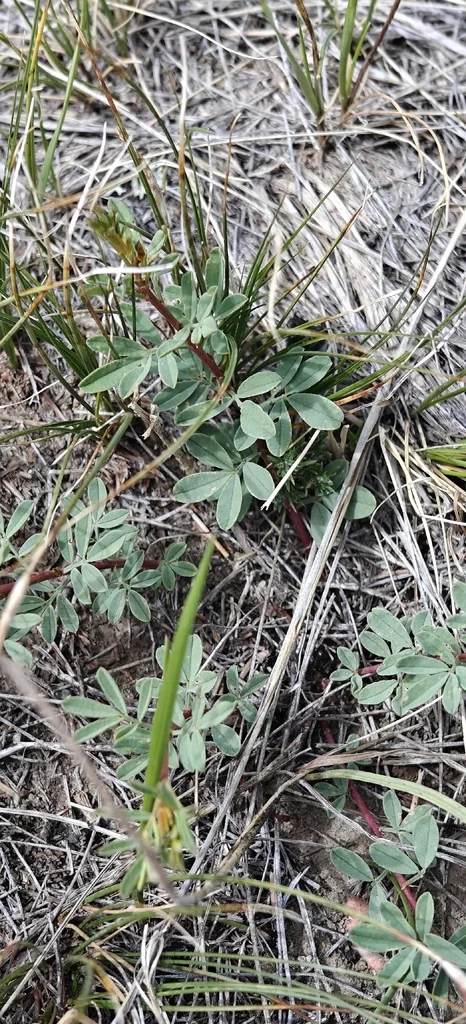 Dalea Candida