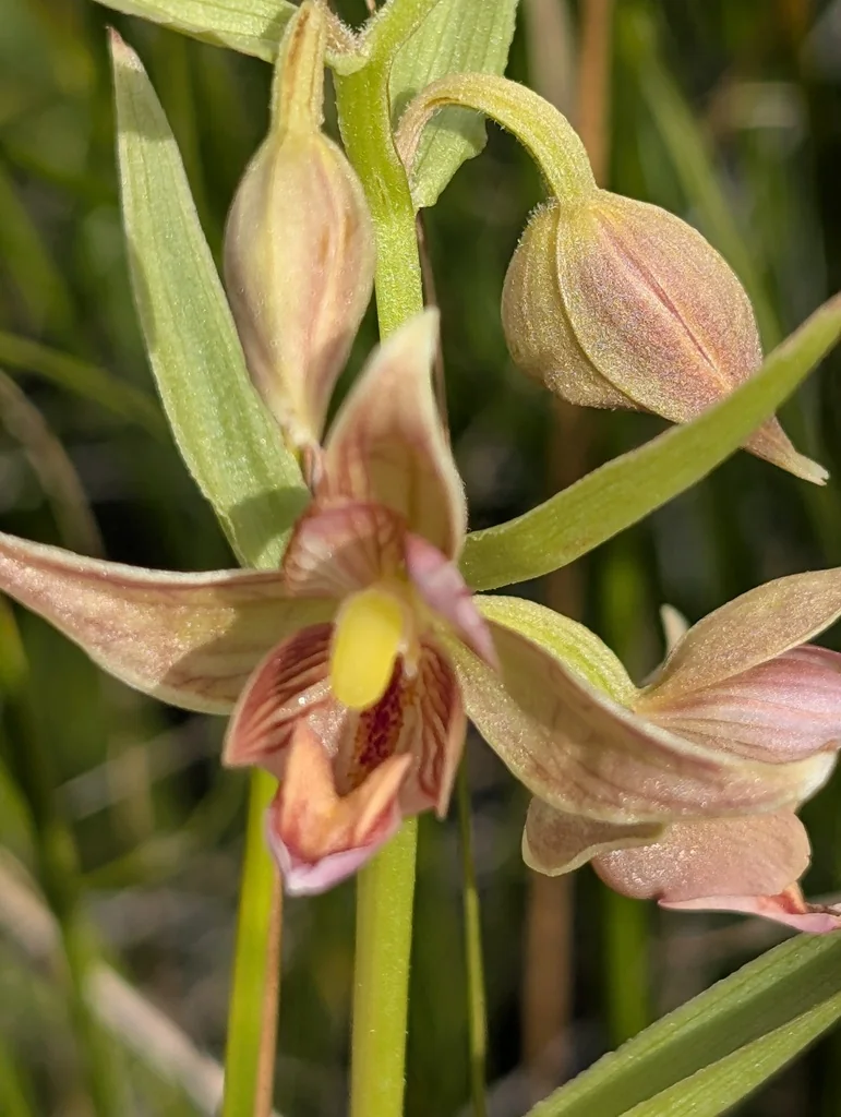 Epipactis Gigantea