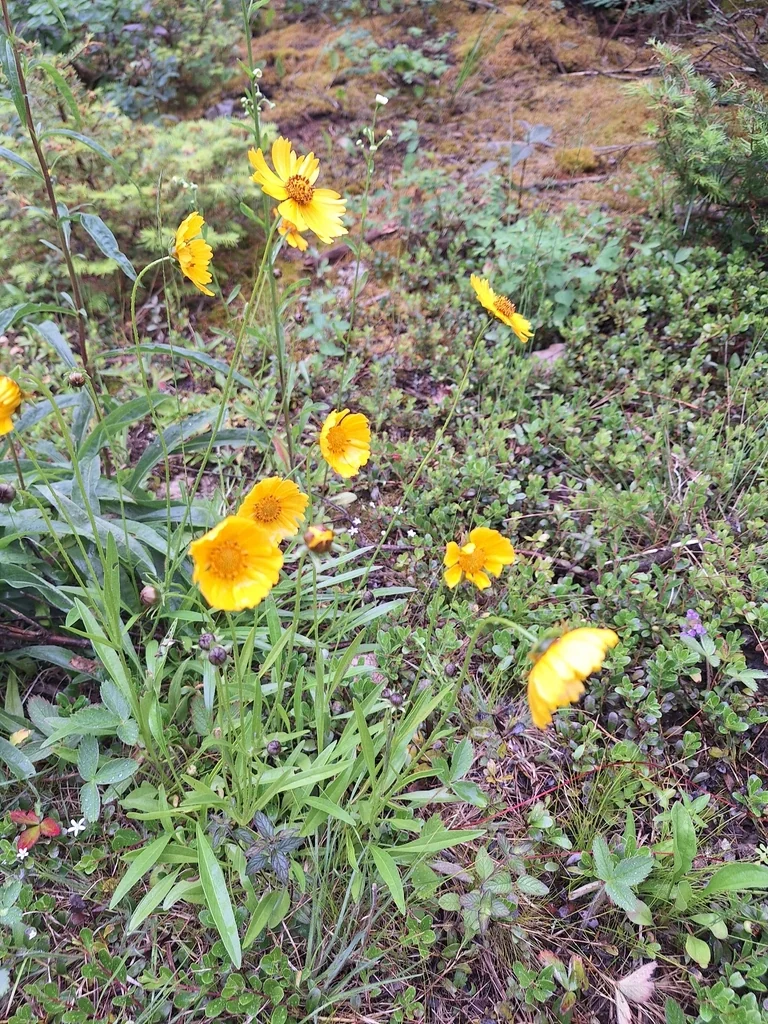 Coreopsis Lanceolata
