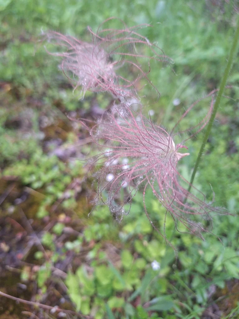 Geum Triflorum