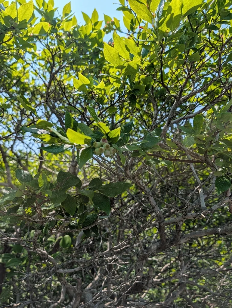 Vaccinium Corymbosum