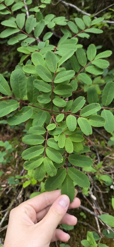 Sorbus Sitchensis