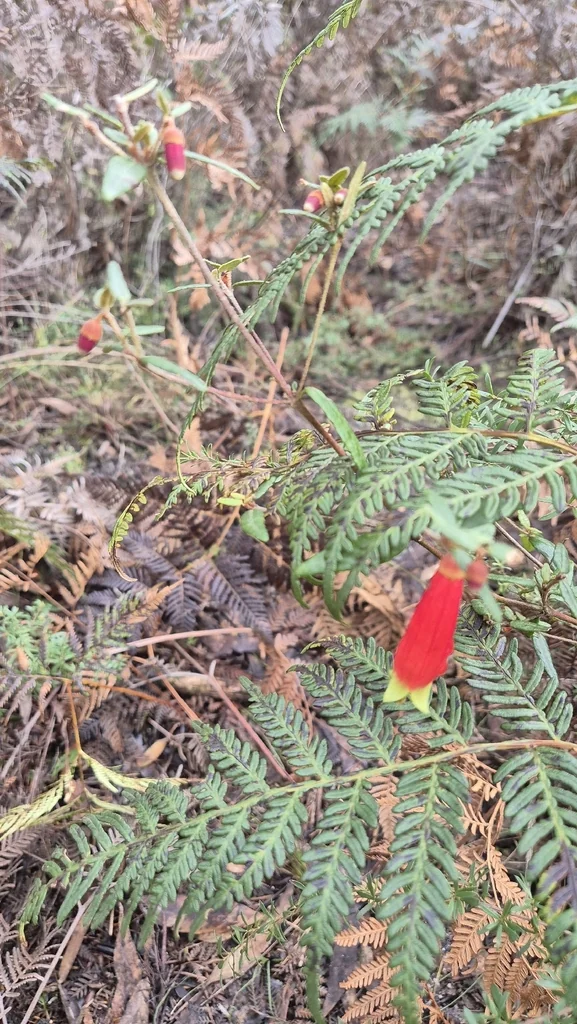 Correa Reflexa