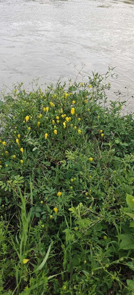 Clematis Tangutica