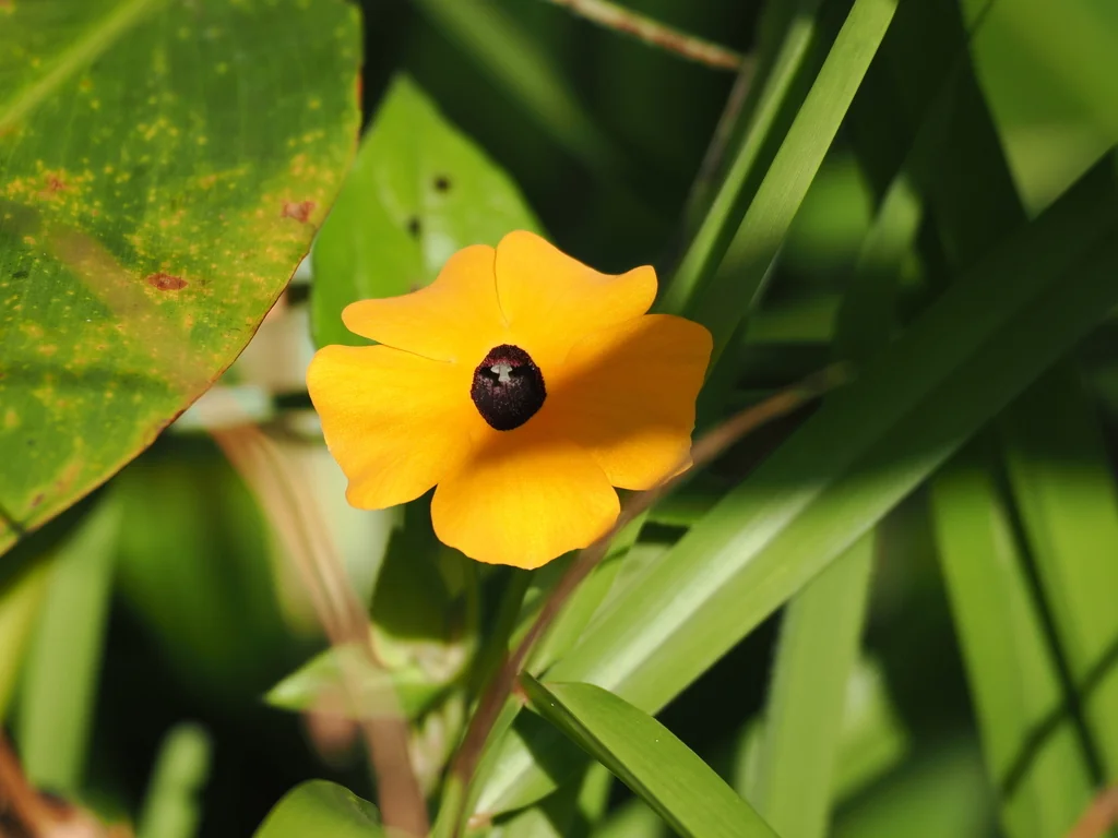 Thunbergia Alata