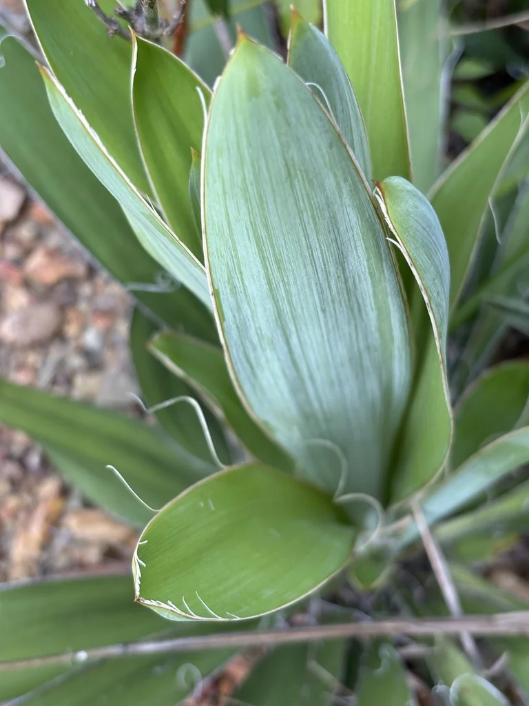 Yucca Filamentosa
