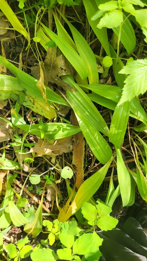Allium Tricoccum