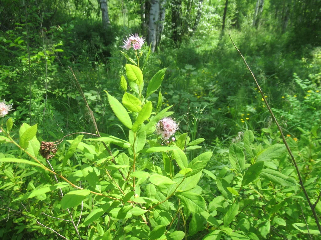 Spiraea Arguta