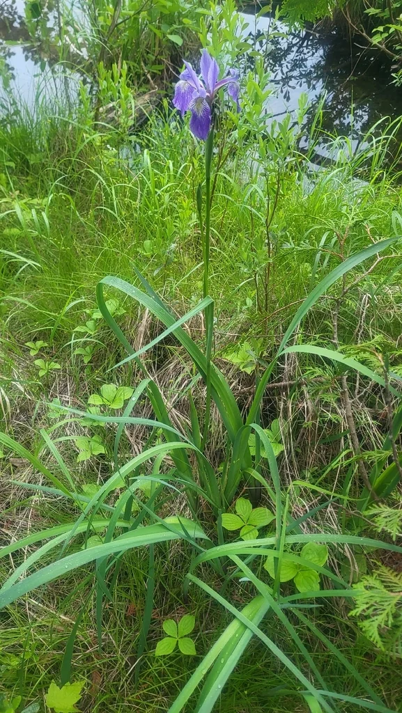 Iris Versicolor