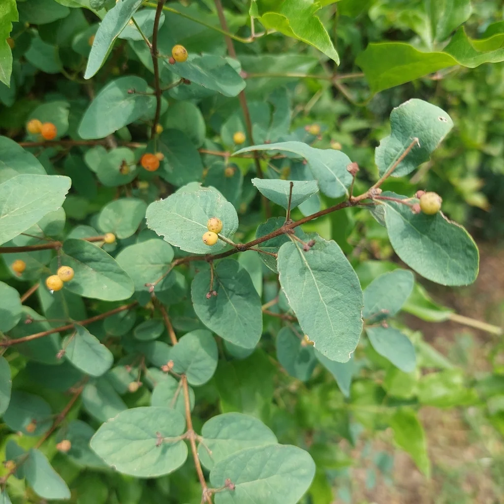 Lonicera Tatarica