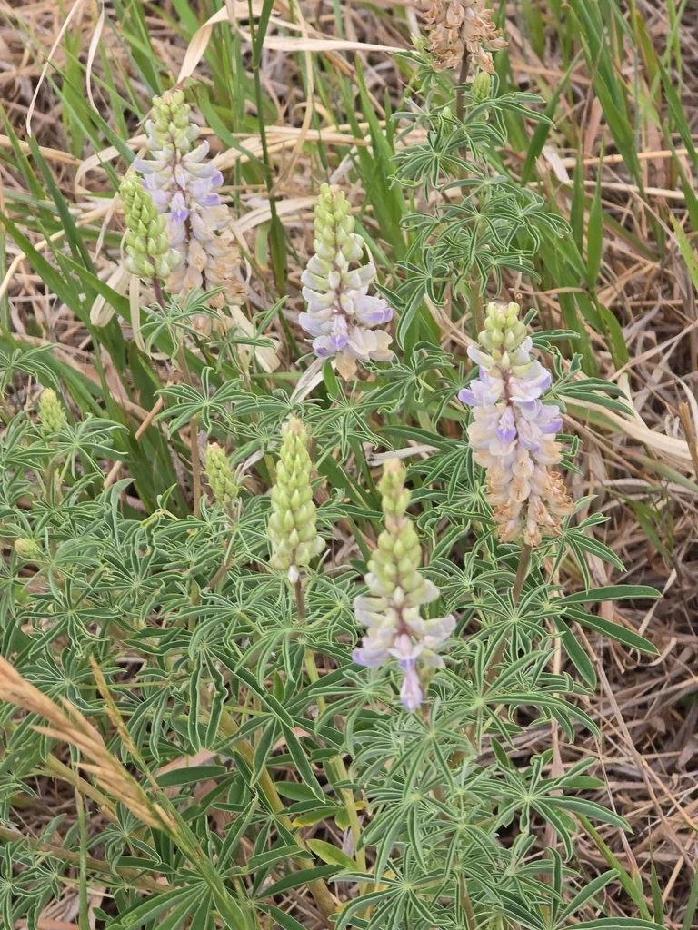 Lupinus Albifrons